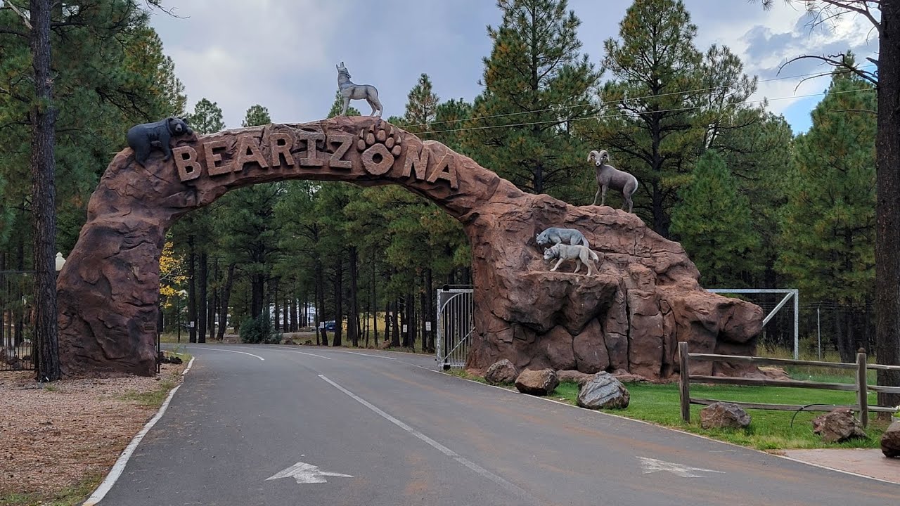 Bearizona |  Drive-thru Wildlife Park | Bears | Wolves | Bison | Williams Arizona