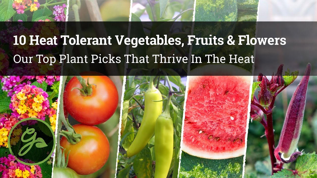 10 Heat Tolerant Vegetables, Fruits & Flowers / Our Top Plant Picks That Thrive In The Heat