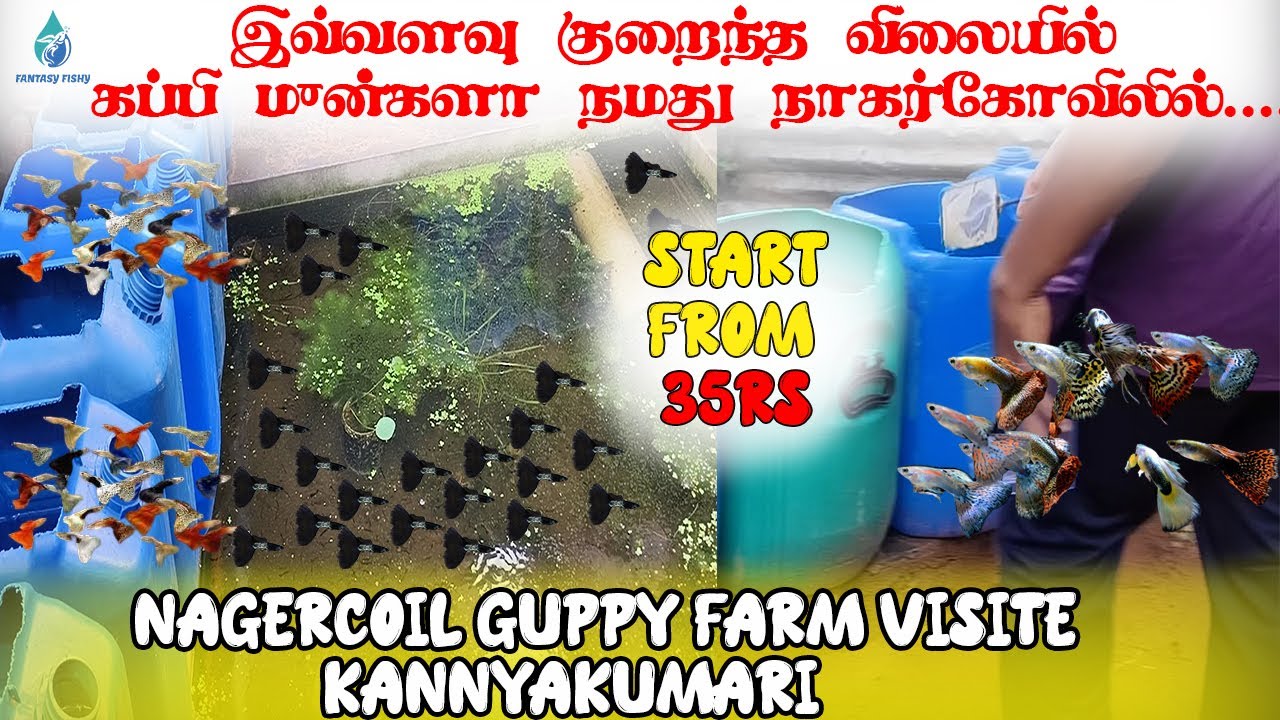 இவ்ளோ குறைந்த விலையில் வேறு எங்கயும் கிடைக்காது|explore nagercoil guppy farm|தமிழில் #kanniyakumari