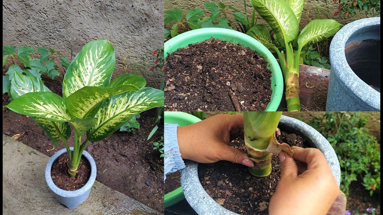 Amoena o millonaria: Cambiandole sustrato