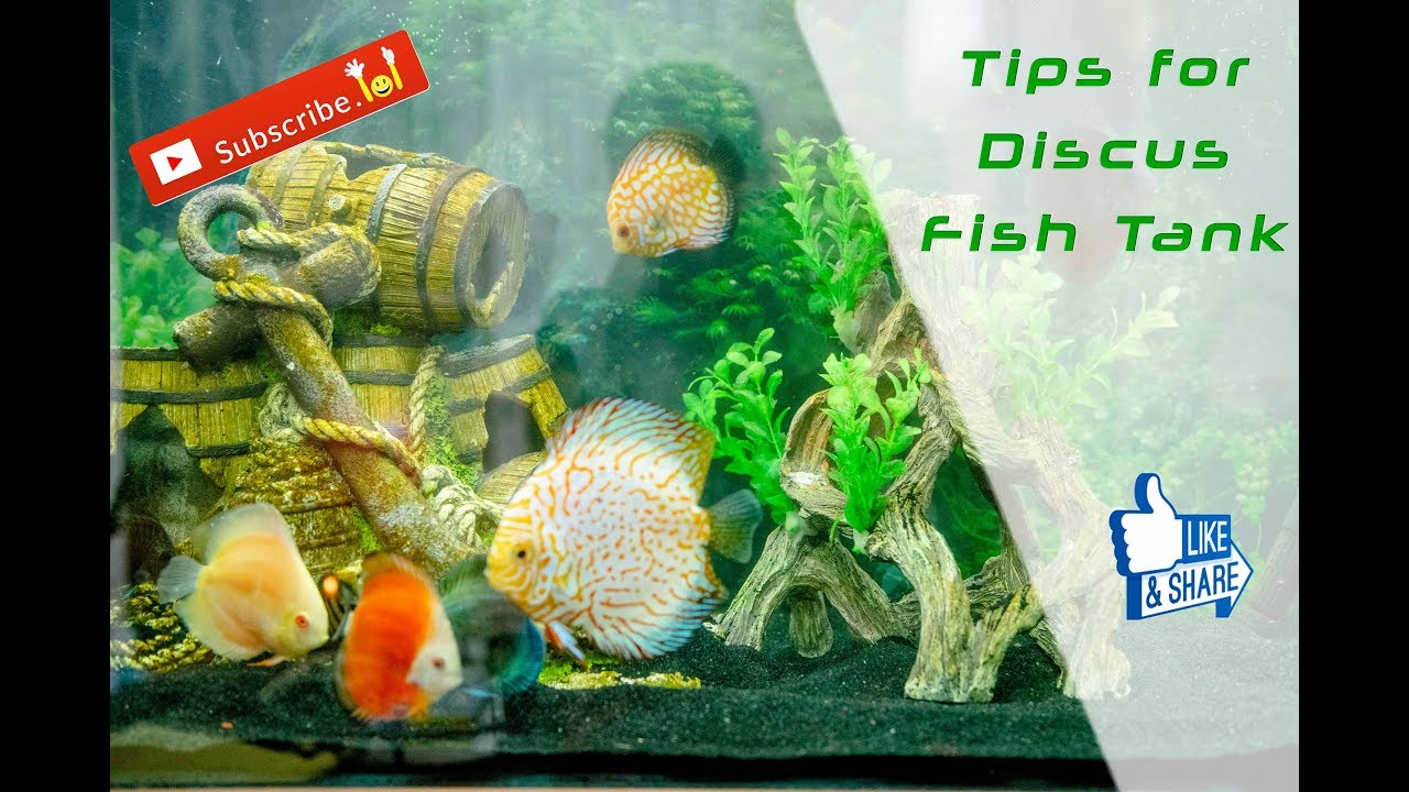 Discus Fish tank - Tips For Beginners