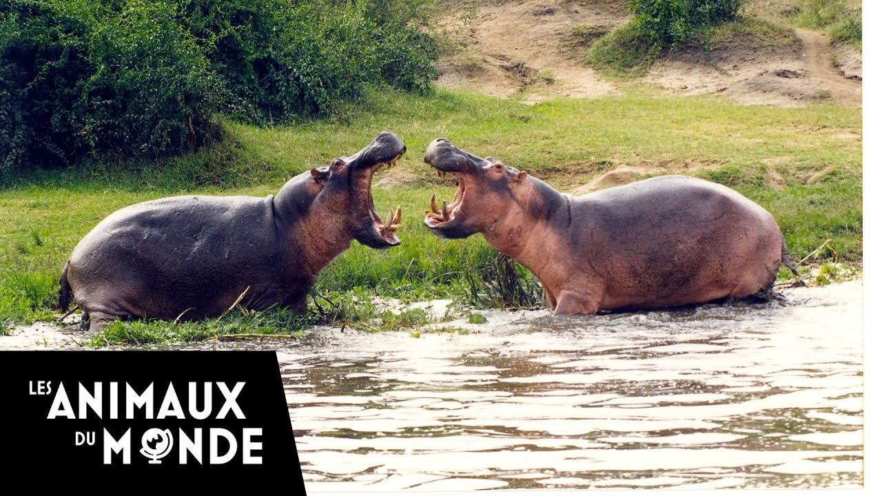 L'hippopotame - champions de la nature