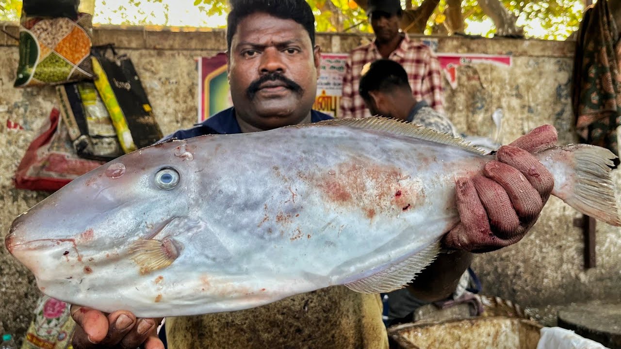 KASIMEDU 🔥 SPEED SELVAM | HUGE LEATHER JACKET FISH CUTTING VIDEO | 4K VIDEO | CS FISH CUTTING