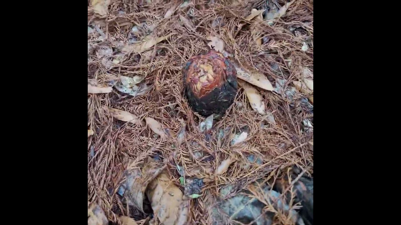 TSI in the Bottomlands of SE Missouri