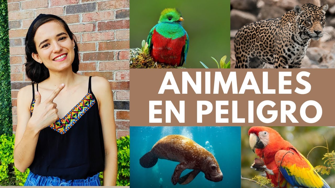 10 Animales en PELIGRO de extinción en México 🐆🦋🐍