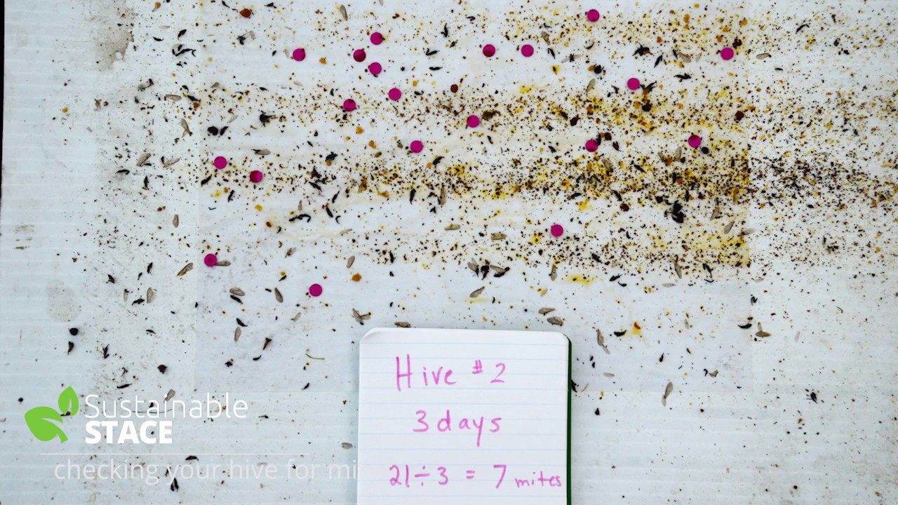 Learn Beekeeping: Checking on the Hive for Mites!