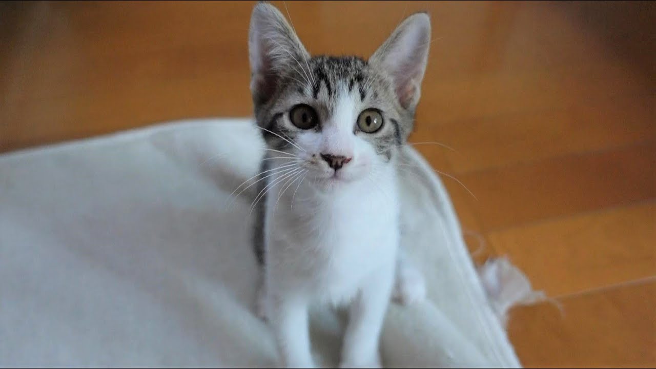 朝から猫エンジン全開で「おはよう！」を言いに来てくれる子猫【生後58日】