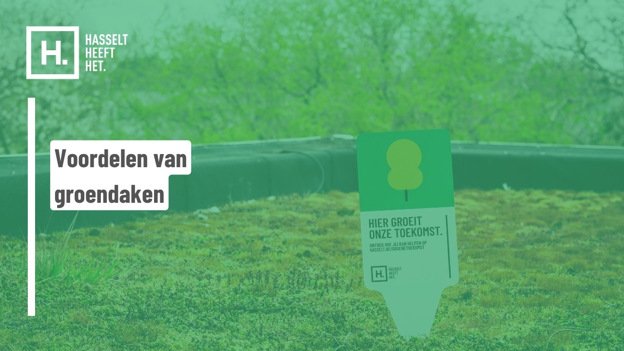 Voordelen van groendaken