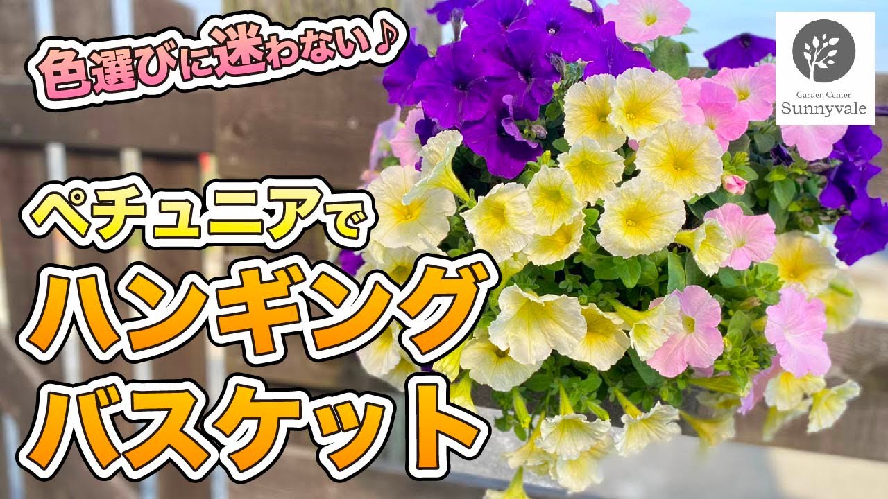 【簡単でおしゃれ】ペチュニアのハンギングバスケット　#29