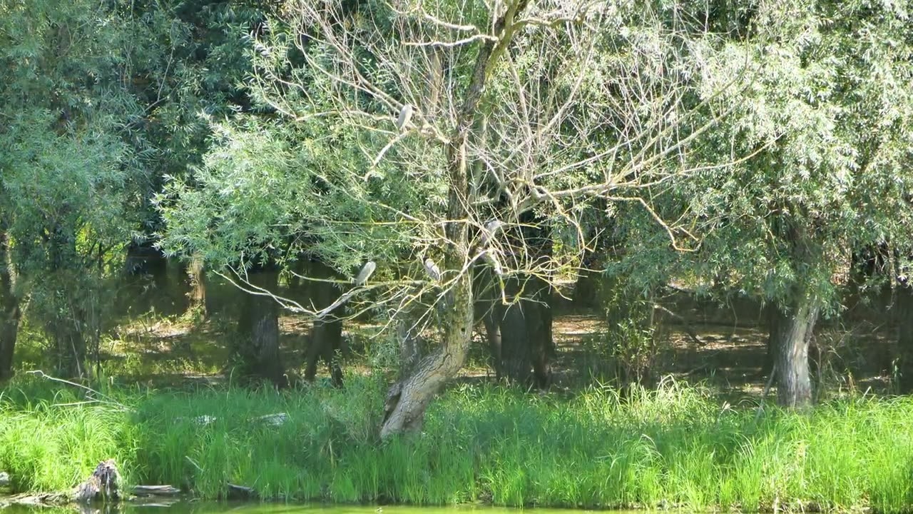 Veránka sziget, Gemenci erdő, Sárosi kilátótorony.