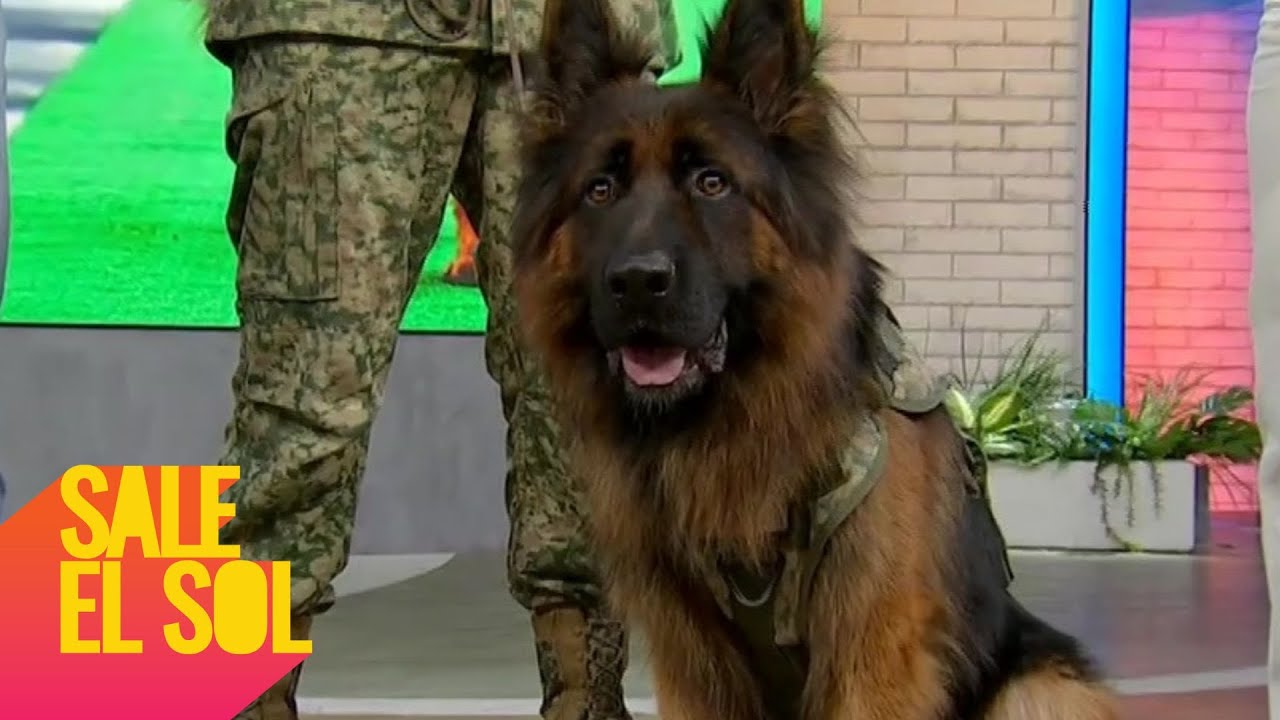 ARKADAS: ¡El PERRITO rescatista que SALVA vidas durante TRAGEDIAS en el mundo! | Sale el Sol