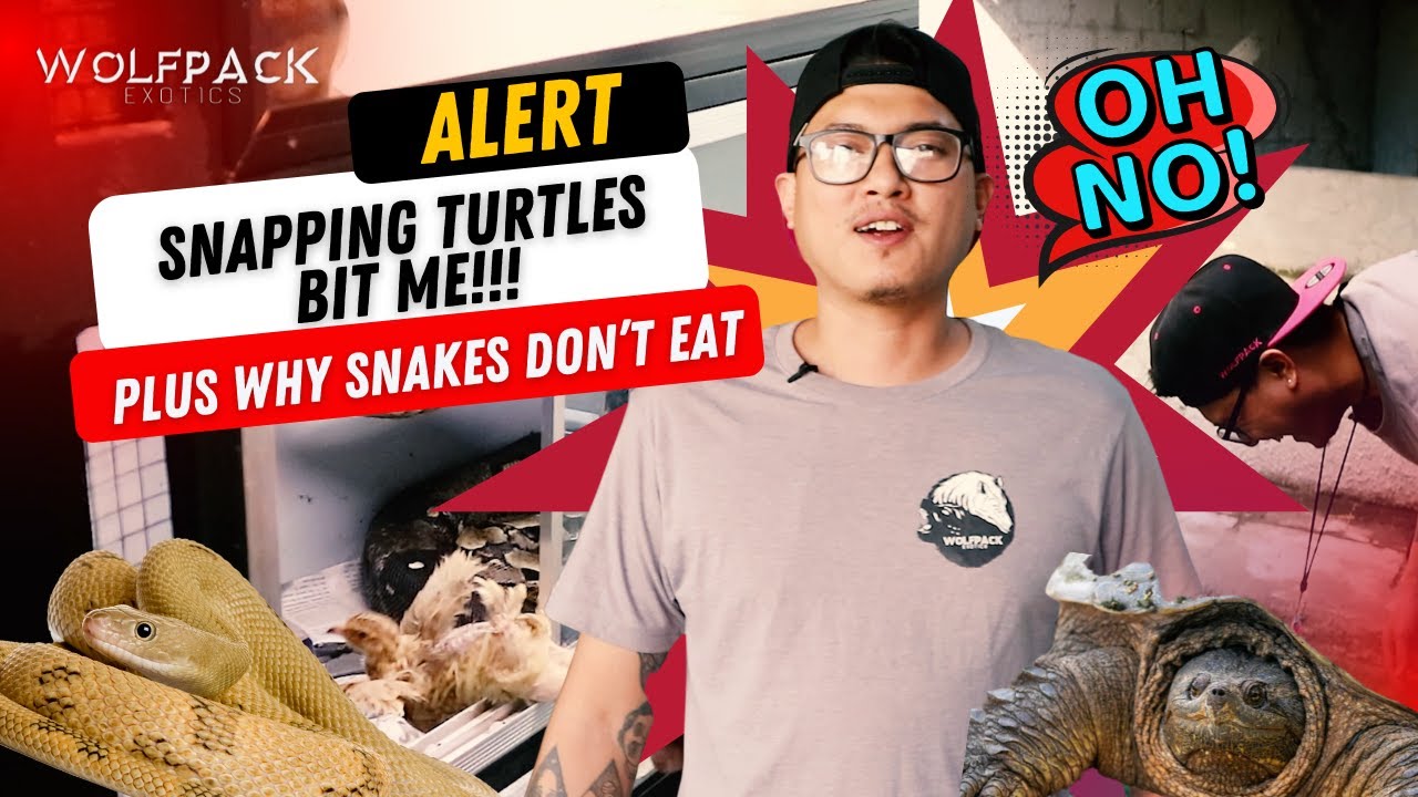BAKIT AYAW KUMAIN NG AHAS KO + SNAPPING TURTLES BIT ME | Wolfpack Exotics