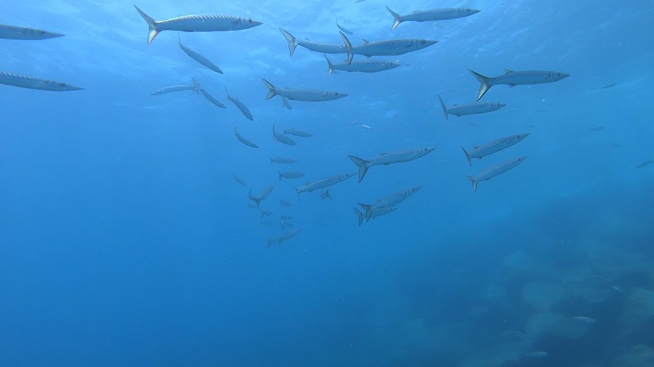 ZONA PROHIBIDA VS ZONA PERMITIDA//PESCA SUBMARINA EN CANARIAS