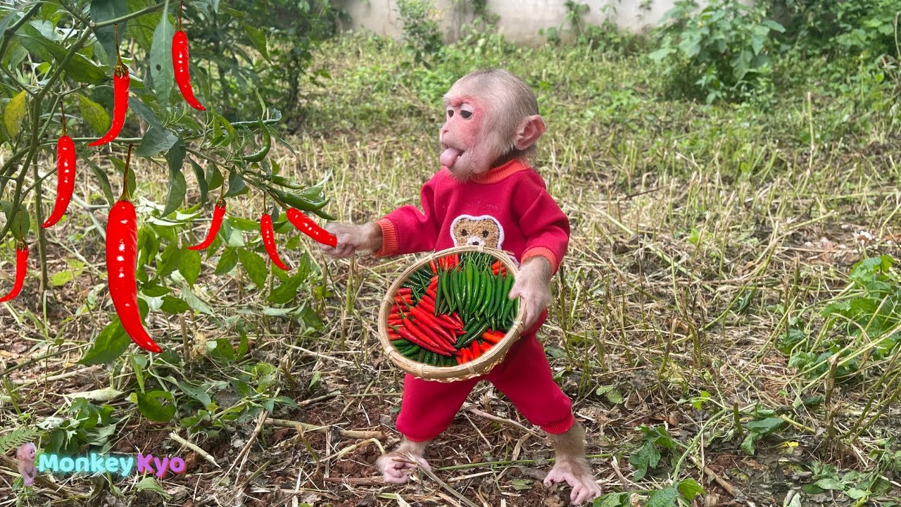 Unbelievable! Monkey Kyo Secretly Helps Dad With This &ndash; Super Smart!