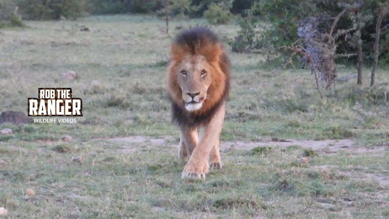 We Found Lions On the Move!!!! | Lalashe Mara Ripoi Safari