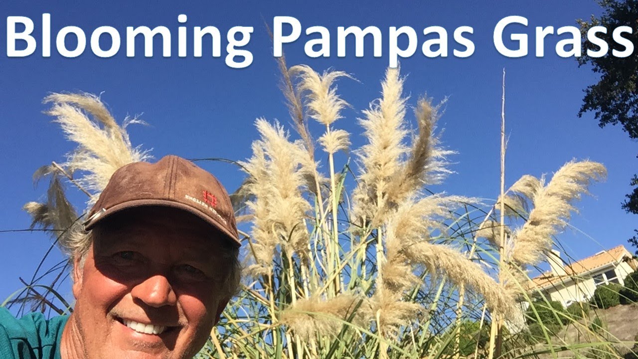 Цветущая пампасная трава и советы по садоводству, Кортадерия селлоана — отличный вариант для укра...