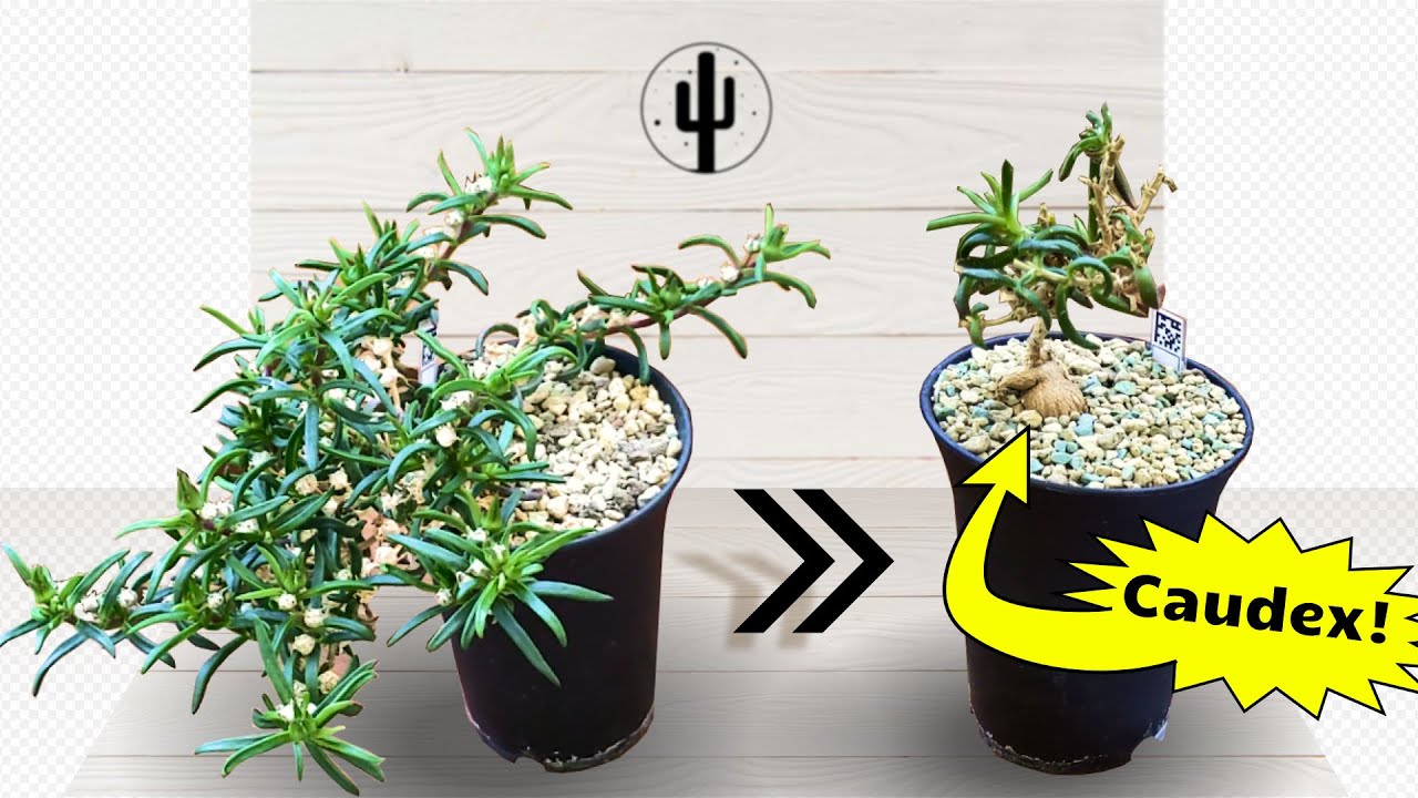 Формирую деревце из Местоклемы / A mini tree from Mestoklema