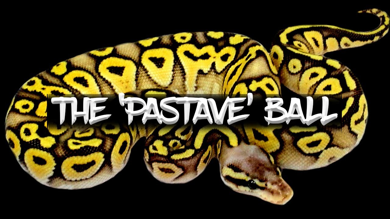 The 'Pastave' Ball Python