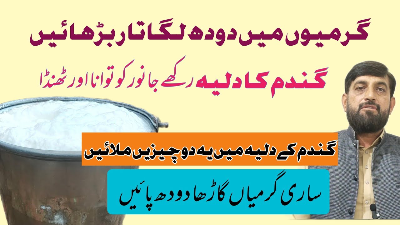 Gaye Bhains Ka گرمیوں Mein Doodh Barhanay Ke Liay گندم کا خاص دلیہ Bananay Ka Tarika