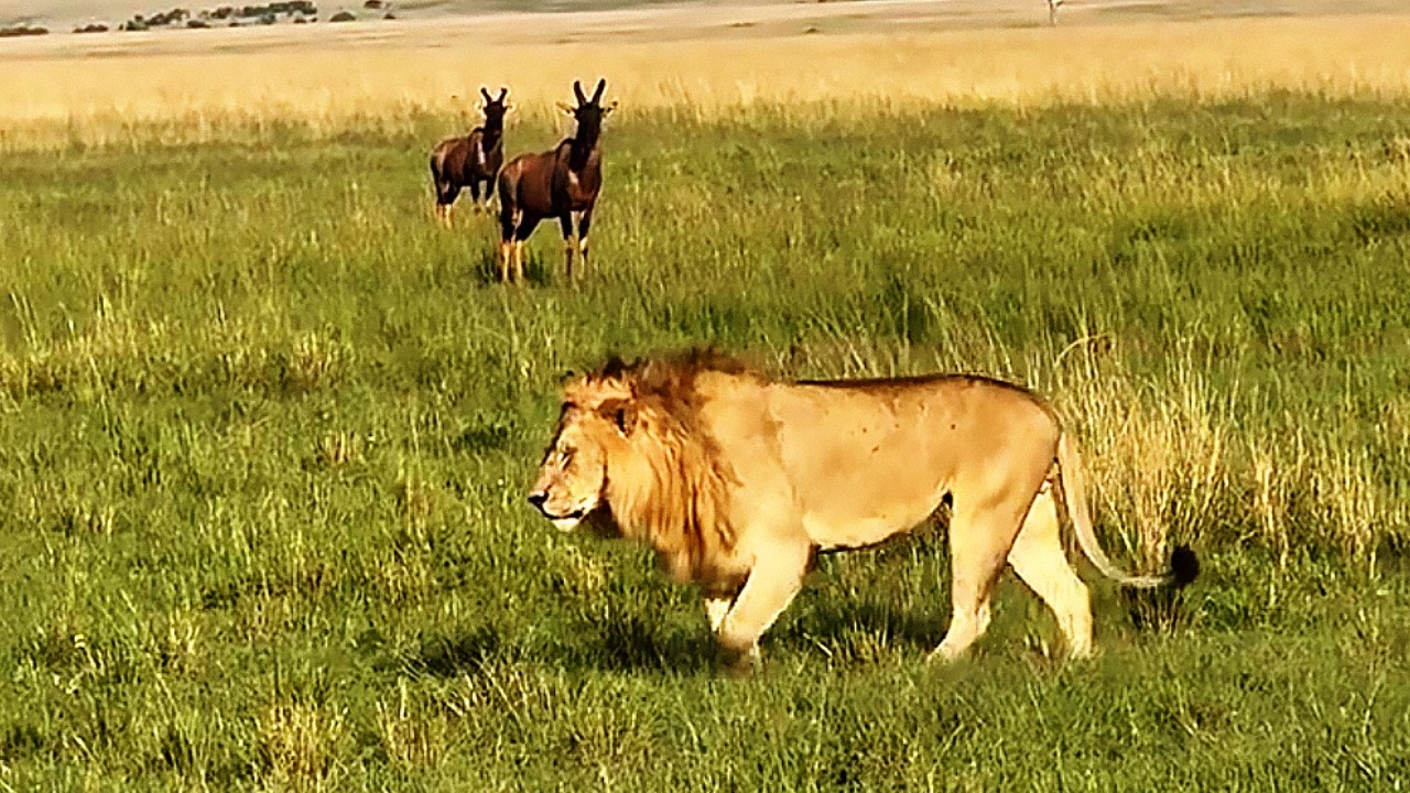1/5 Rongai Rocker Male Lion following one of the Rekero girl | Masaimara | 27 May 2026