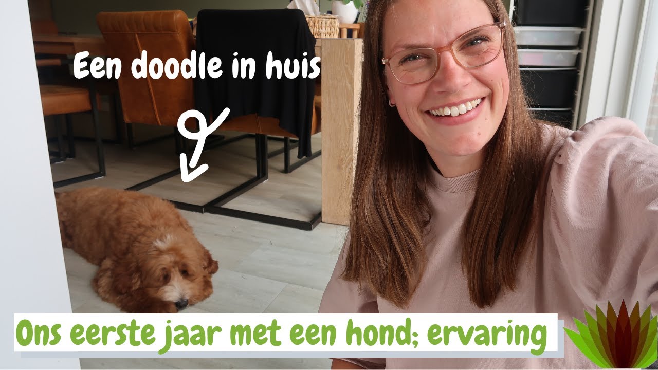 Ons eerste jaar met onze doodle Ollie II Voor het eerst een hond II Mijn ervaring