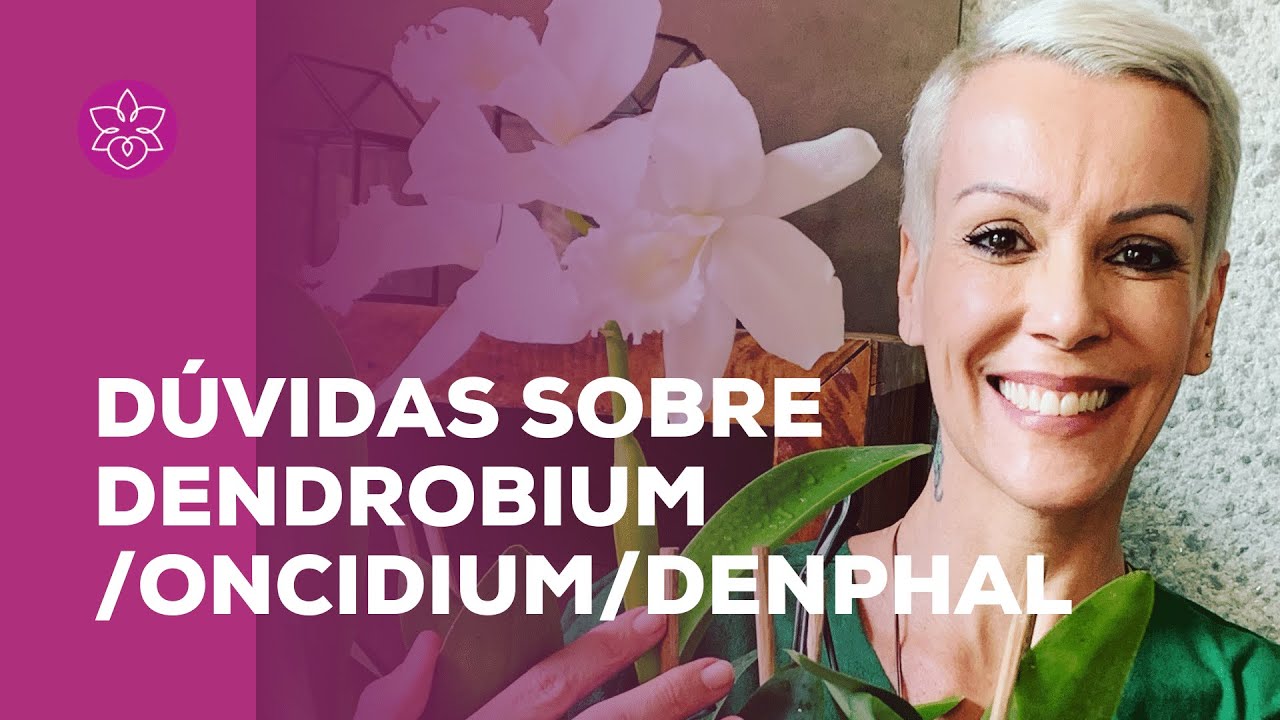 Duvidas sobre Dendrobium /Oncidium/Denphal