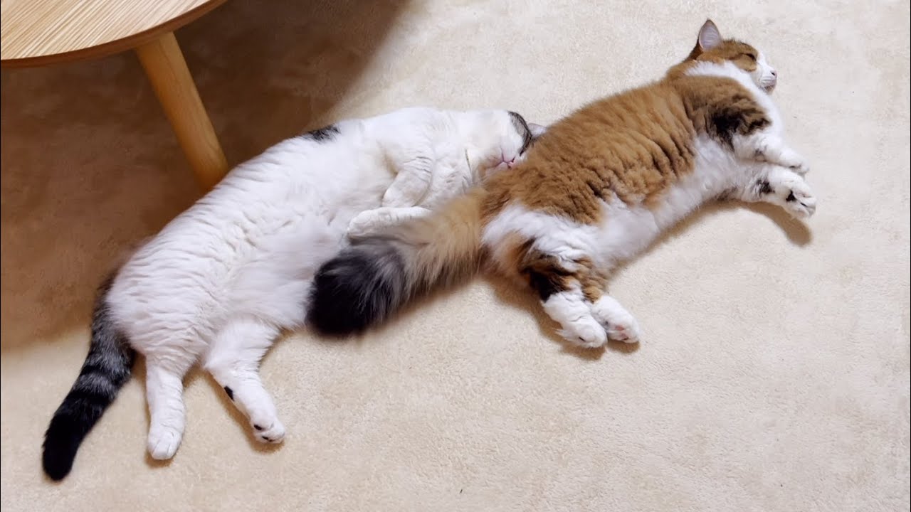秀吉のモフモフを猫吸いする猫