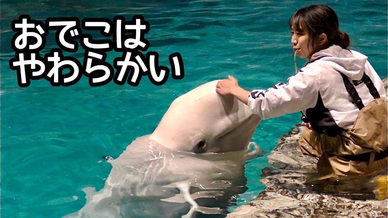 ベルーガ　おでこは柔らかいのです【名古屋港水族館】Beluga Nagoya Aquarium 