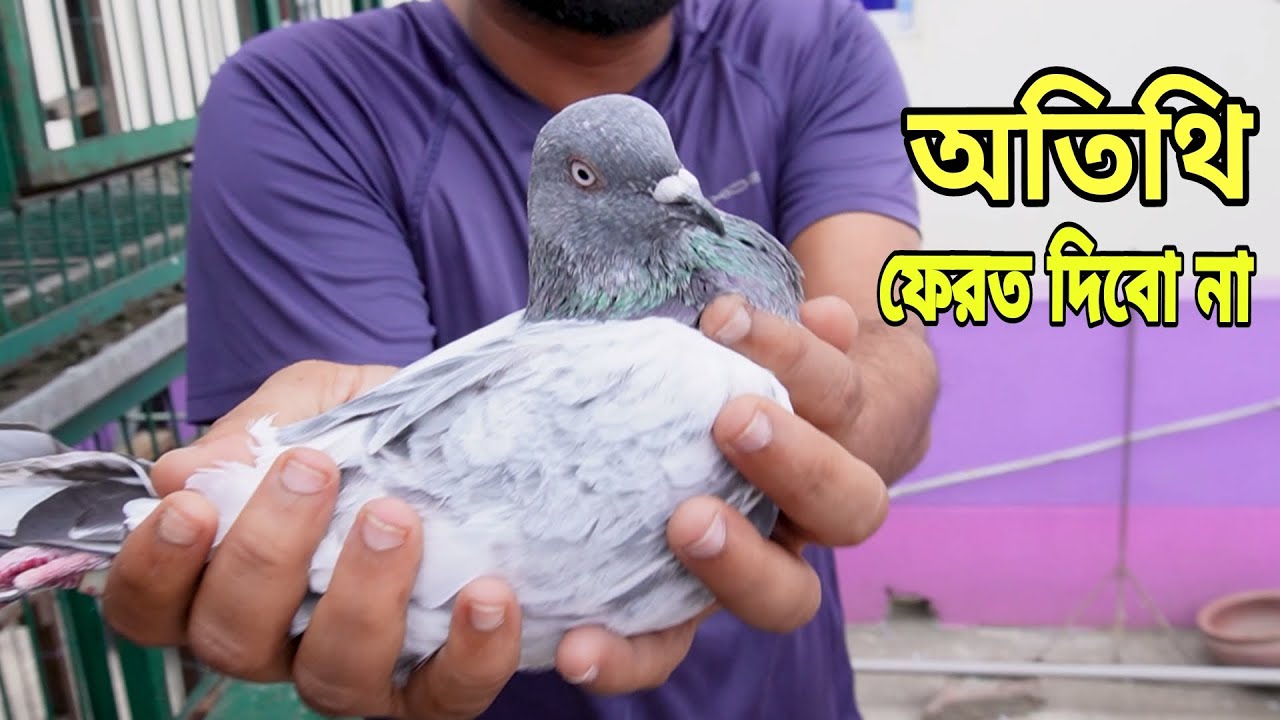 বাসায় পাল্লার কবুতর এসেছে মন চায়না দেই