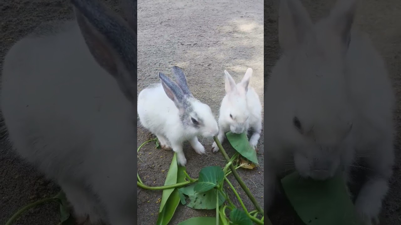 Love This 😍🐰 Rabbit Group 😍 #shorts #viralvideo