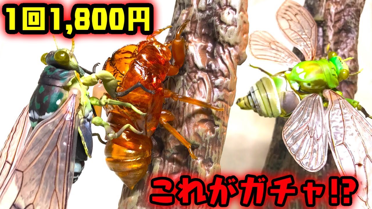 1回1,800円全3種！幼虫いる奇跡！いきもの大図鑑アドバンス セミ01 開封レビュー！羽化シーンも再現可能！ガシャポンオンライン