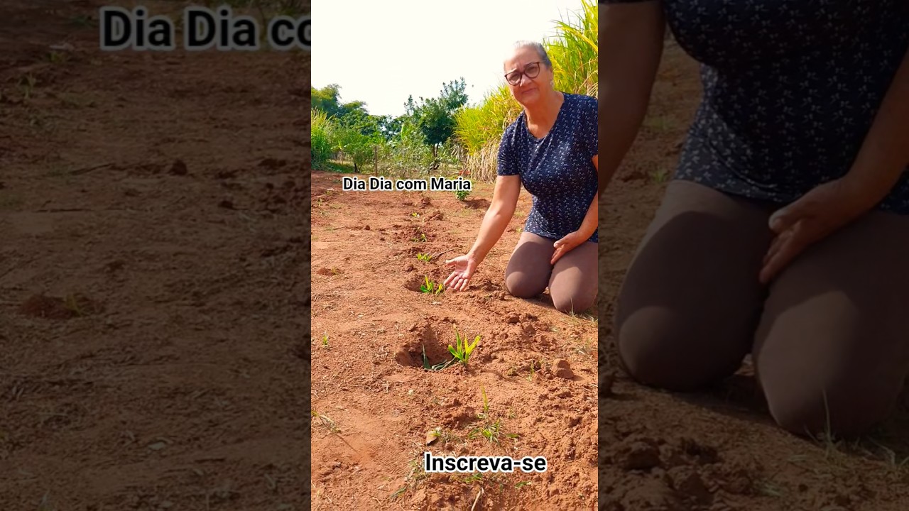 Desenvolvimento do Milho Safrinha.