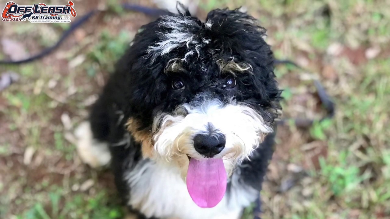 5 Month Old Bernedoodle 