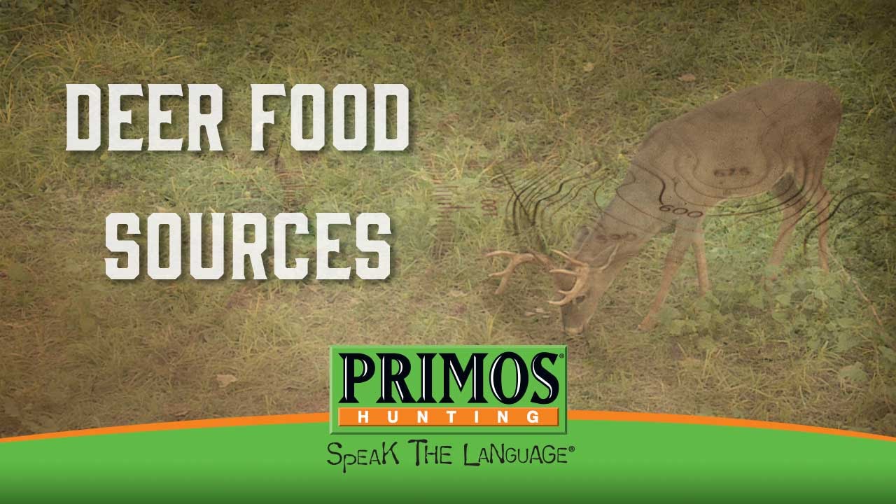 How To Find Food Sources for Deer