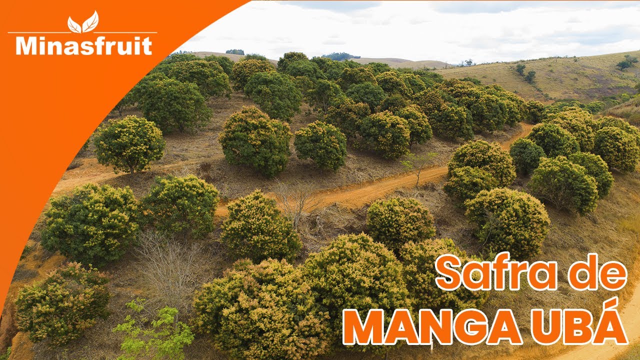 Safra de Manga Ubá 2019/2020 - Visconde do Rio Branco - MG Brazil  www.minasfruit.com.br