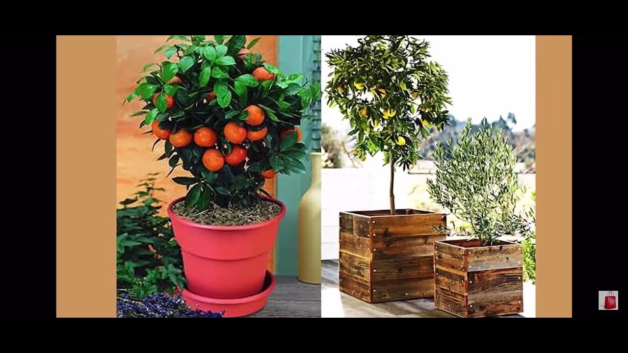 Фруктовые мини-деревья "Домашний Фермер"