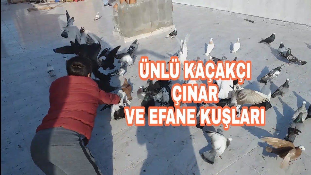 KAÇAKÇI ÇINAR İŞ BAŞINDA BOL KAÇAKLI GÜNLER