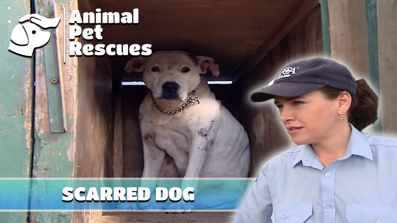 Спасение животных SPCA: спасение потрепанной в боях свиньи-собаки и многое другое | Полный эпизод...