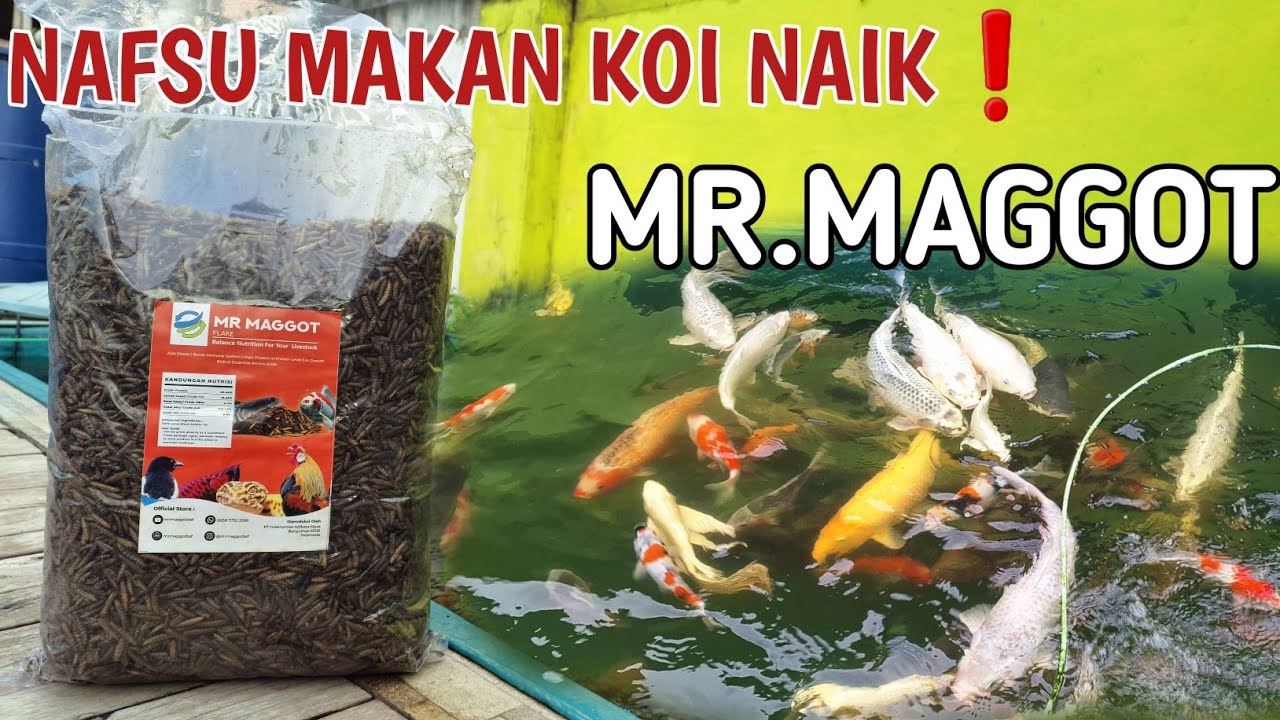 KOI SAYA SEMAKIN DOYAN MAKAN❗️Review pakan maggot kering untuk koi | Mr maggot kering
