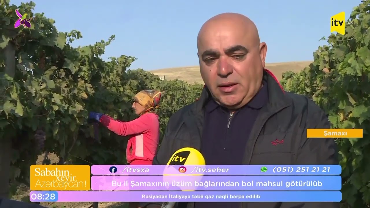 Şamaxının üzüm bağlarından canlı bağlantı