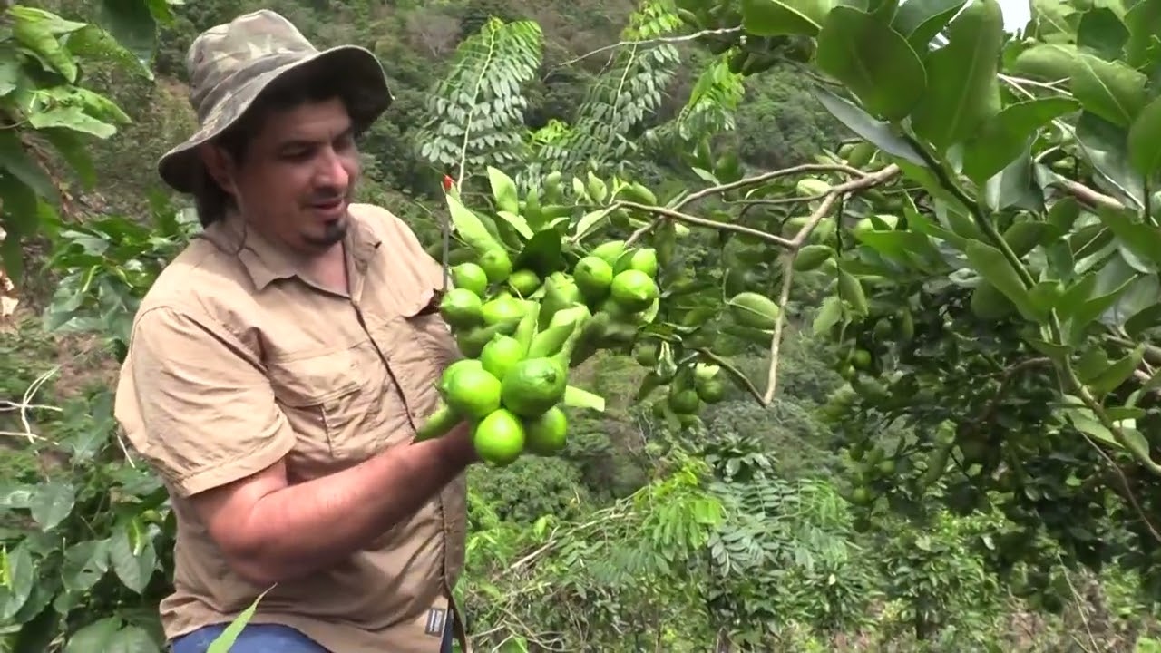 Aplicación de productos #vebeto en cultivo de Limón.