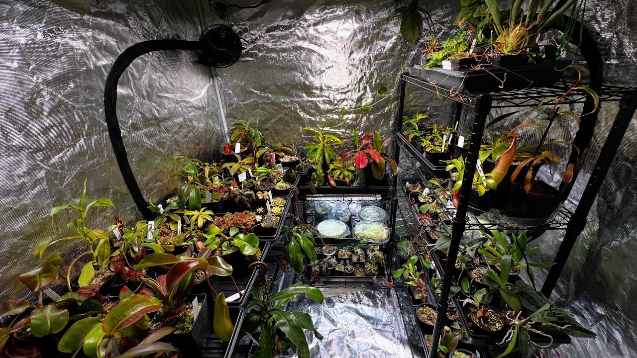 THE GROW TENT IS BACK!!!