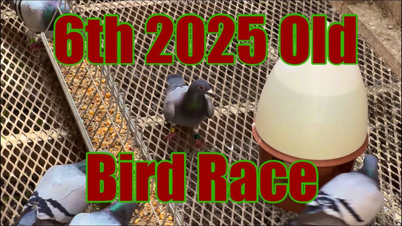 350 Mile Pigeon Race