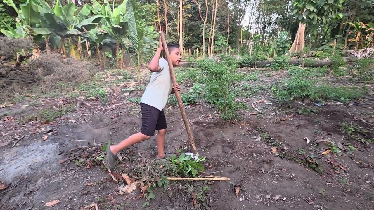 Mi hijo abdias limpia el terreno con asadon. 