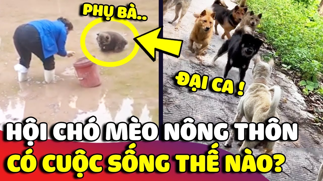Hội chó mèo có hộ khẩu ở 'NÔNG THÔN' sẽ có cuộc sống đáng mơ ước như nào 😅 | Gâu Đần