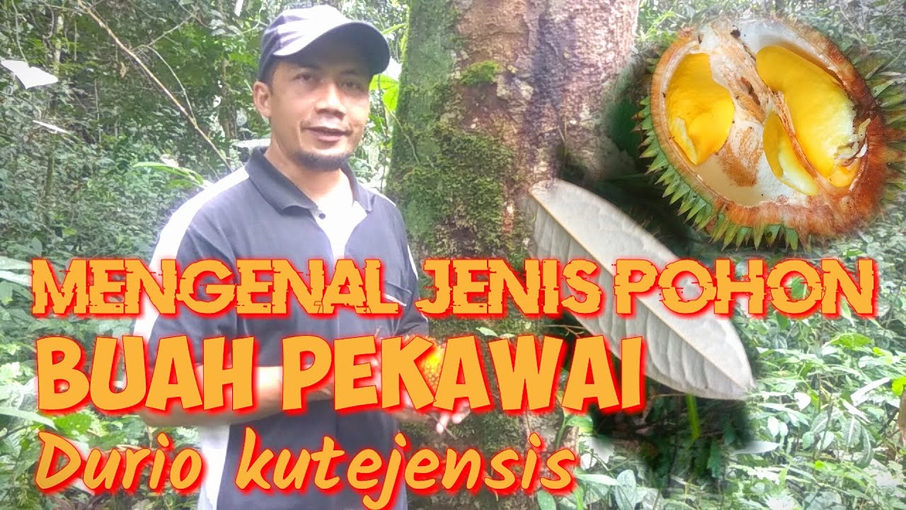 MENGENAL JENIS POHON BUAH DURIAN  LAI PEKAWAI Durio kutejensis BANYAK TUMBUH DI HUTAN KALIMANTAN