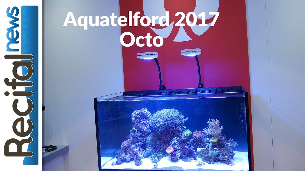 Aquatelford 2017 : Octo
