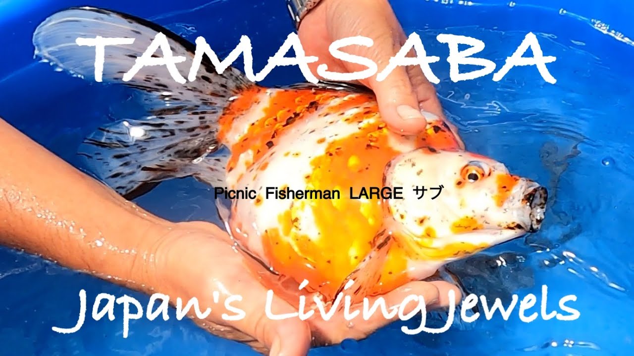 友人が”新潟地金魚”玉サバの巨大金魚購入 養鯉場の引き取り現場が楽し過ぎた