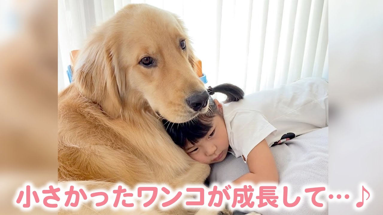 子どもたちのもとにワンコがやってきた！ゴールデンレトリバーの子犬が面倒見のいい優しいワンコに成長して♪