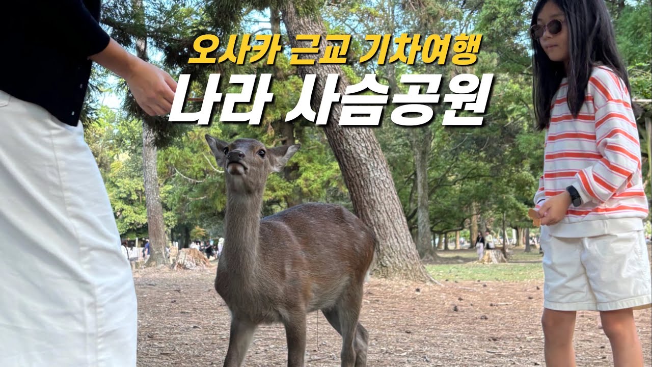 기차타고 오사카 근교 여행 필수 코스 사슴이 살고 있는 나라공원, 아이와 오사카 여행 - 오사카 (2)